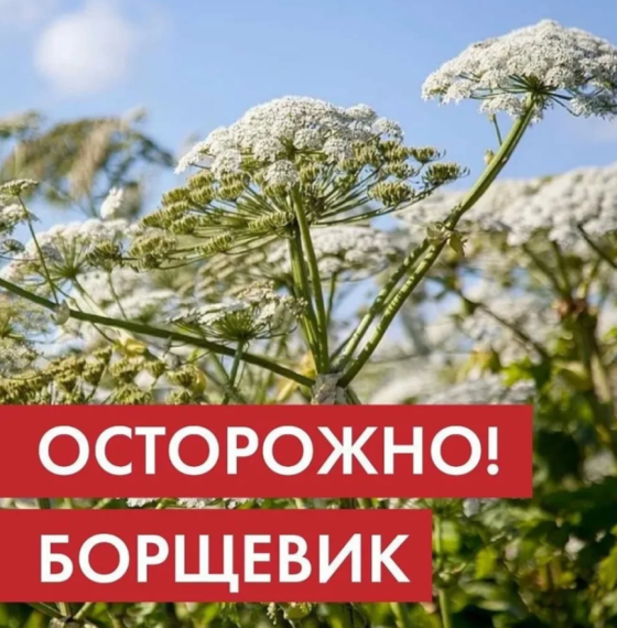 Жители Псковской области могут сообщать о зарослях борщевика с помощью интерактивной карты. Жители Псковской области могут сообщать о зарослях борщевика с помощью интерактивной карты.