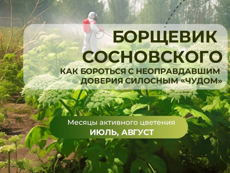 ПАМЯТКА по борьбе с борщевиком Сосновского. ПАМЯТКА по борьбе с борщевиком Сосновского.