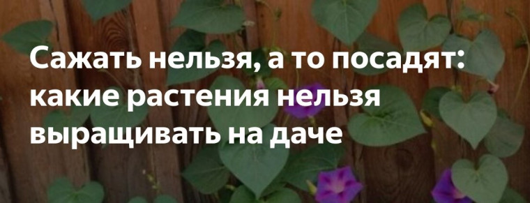 В России действует перечень растений, за выращивание которых можно получить административный или даже уголовный срок.. В России действует перечень растений, за выращивание которых можно получить административный или даже уголовный срок..