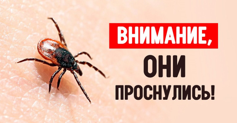 В Пушкиногорском районе клещ укусил ребенка в веко. В Пушкиногорском районе клещ укусил ребенка в веко.